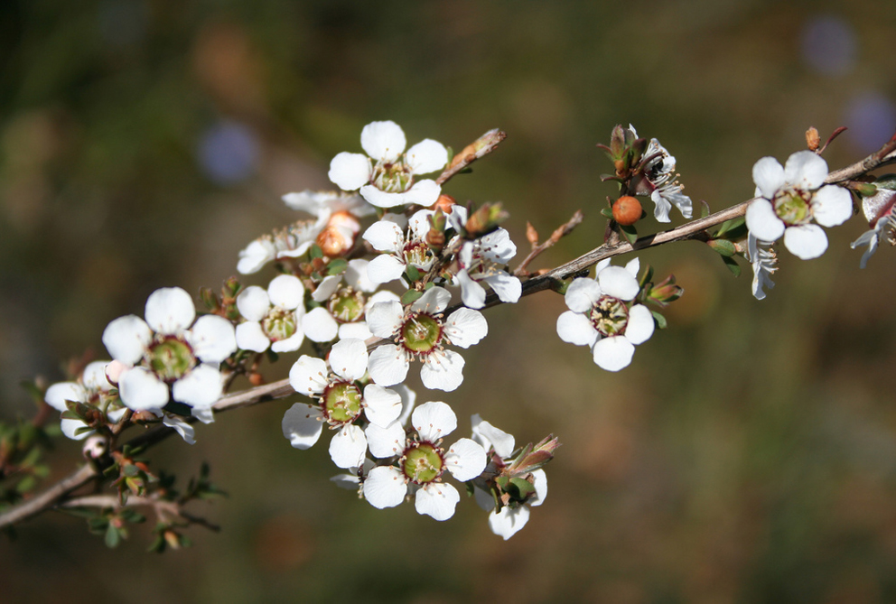manuka tegen voetschimmel